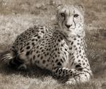 gepard_2