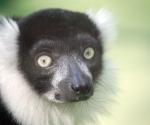 lemur